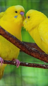 Preview wallpaper budgerigars, parrots, birds, yellow