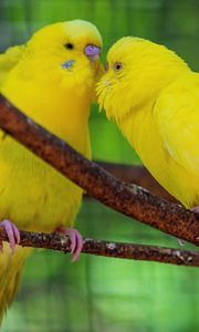 Preview wallpaper budgerigars, parrots, birds, yellow