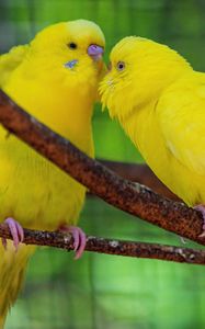 Preview wallpaper budgerigars, parrots, birds, yellow