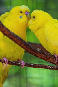 Preview wallpaper budgerigars, parrots, birds, yellow