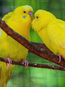 Preview wallpaper budgerigars, parrots, birds, yellow