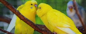 Preview wallpaper budgerigars, parrots, birds, yellow