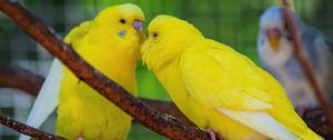 Preview wallpaper budgerigars, parrots, birds, yellow