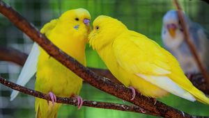 Preview wallpaper budgerigars, parrots, birds, yellow