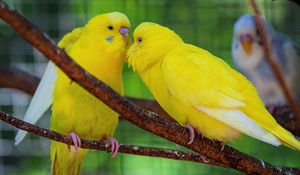 Preview wallpaper budgerigars, parrots, birds, yellow