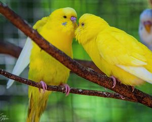 Preview wallpaper budgerigars, parrots, birds, yellow