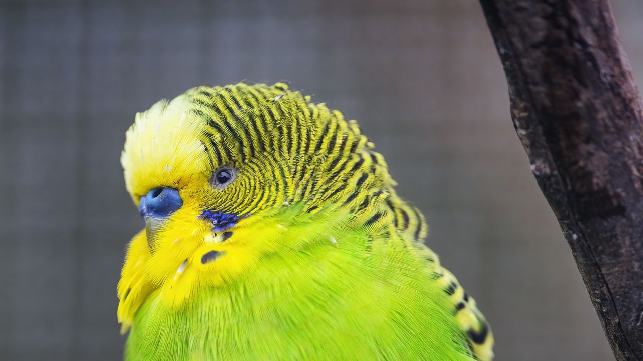 Wallpaper budgie, parrot, bird, green, branch