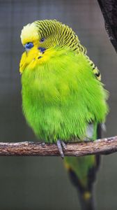 Preview wallpaper budgie, parrot, bird, green, branch