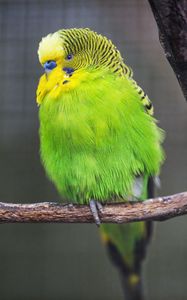 Preview wallpaper budgie, parrot, bird, green, branch