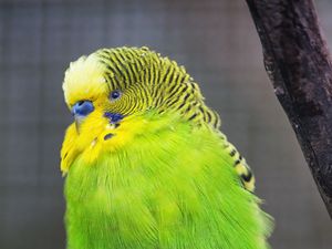 Preview wallpaper budgie, parrot, bird, green, branch