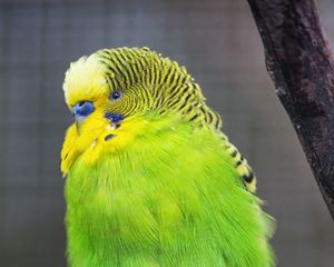 Preview wallpaper budgie, parrot, bird, green, branch