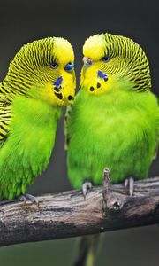 Preview wallpaper budgies, parrots, bird, couple