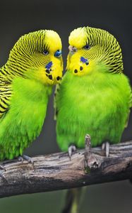 Preview wallpaper budgies, parrots, bird, couple