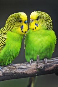 Preview wallpaper budgies, parrots, bird, couple