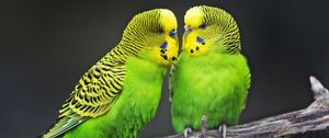 Preview wallpaper budgies, parrots, bird, couple