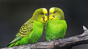 Preview wallpaper budgies, parrots, bird, couple