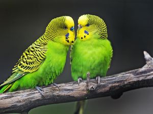 Preview wallpaper budgies, parrots, bird, couple