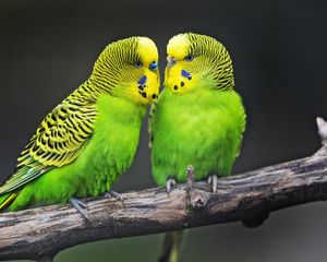 Preview wallpaper budgies, parrots, bird, couple