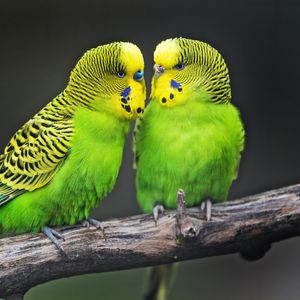 Preview wallpaper budgies, parrots, bird, couple