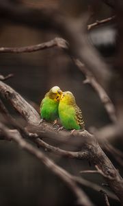 Preview wallpaper budgies, parrots, birds, branches, kiss