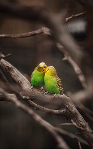 Preview wallpaper budgies, parrots, birds, branches, kiss