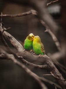 Preview wallpaper budgies, parrots, birds, branches, kiss