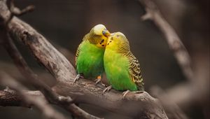 Preview wallpaper budgies, parrots, birds, branches, kiss