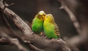 Preview wallpaper budgies, parrots, birds, branches, kiss