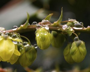 Preview wallpaper buds, branch, drops, petals