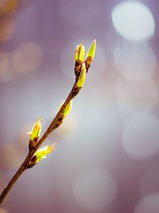 Preview wallpaper buds, branch, flowers, sprouts, bokeh