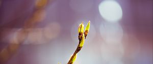 Preview wallpaper buds, branch, flowers, sprouts, bokeh