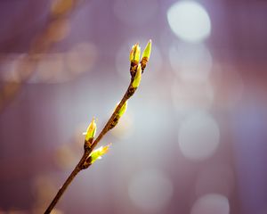 Preview wallpaper buds, branch, flowers, sprouts, bokeh