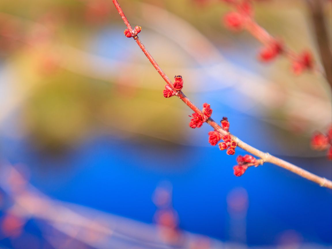 1152x864 Wallpaper buds, branch, macro, blur
