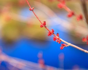 Preview wallpaper buds, branch, macro, blur