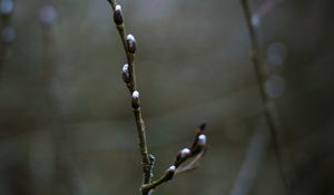 Preview wallpaper buds, branch, spring, macro