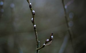 Preview wallpaper buds, branch, spring, macro
