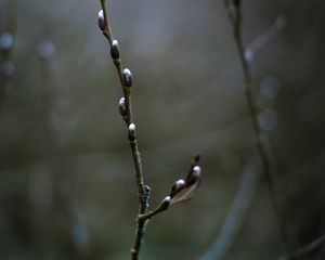 Preview wallpaper buds, branch, spring, macro