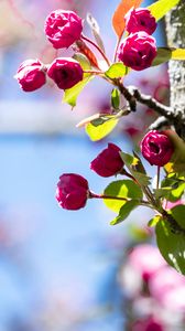 Preview wallpaper buds, flowers, branches, tree, leaves, spring, nature