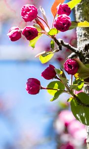 Preview wallpaper buds, flowers, branches, tree, leaves, spring, nature