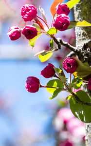 Preview wallpaper buds, flowers, branches, tree, leaves, spring, nature