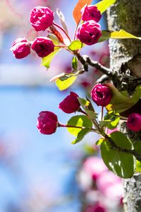 Preview wallpaper buds, flowers, branches, tree, leaves, spring, nature