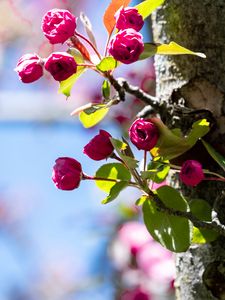 Preview wallpaper buds, flowers, branches, tree, leaves, spring, nature