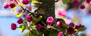 Preview wallpaper buds, flowers, branches, tree, leaves, spring, nature