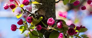 Preview wallpaper buds, flowers, branches, tree, leaves, spring, nature