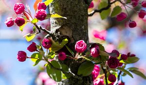 Preview wallpaper buds, flowers, branches, tree, leaves, spring, nature