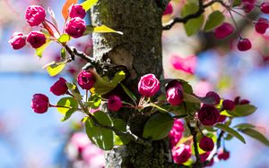 Preview wallpaper buds, flowers, branches, tree, leaves, spring, nature