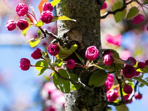 Preview wallpaper buds, flowers, branches, tree, leaves, spring, nature