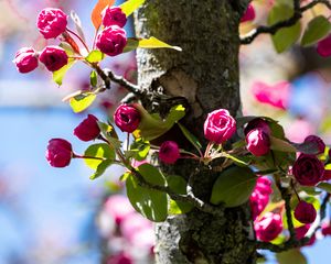 Preview wallpaper buds, flowers, branches, tree, leaves, spring, nature