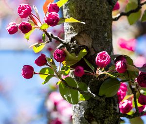 Preview wallpaper buds, flowers, branches, tree, leaves, spring, nature
