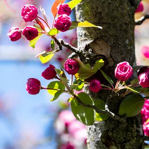 Preview wallpaper buds, flowers, branches, tree, leaves, spring, nature